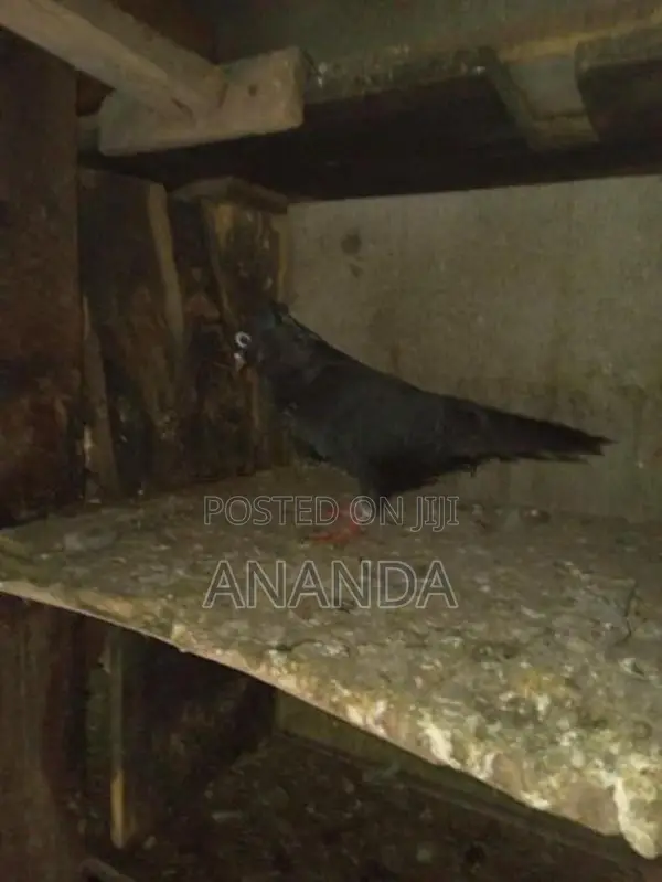 පරවියෝ