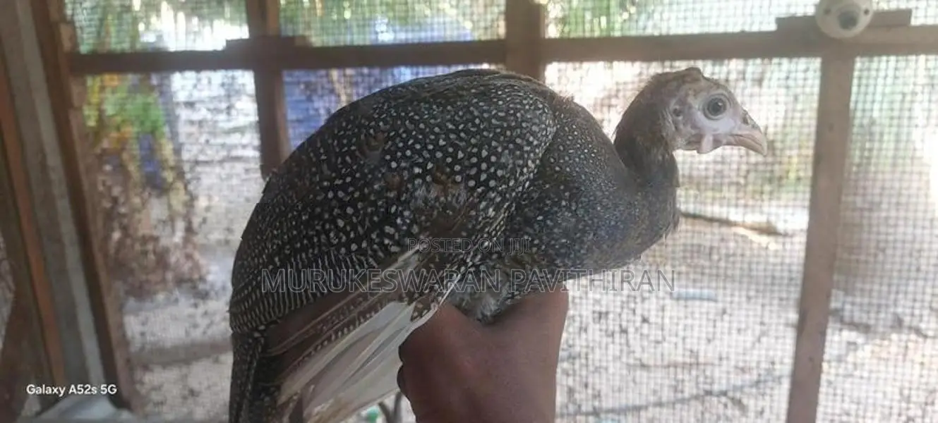 கின்னிகோழி