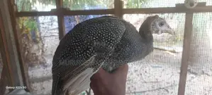 கின்னிகோழி