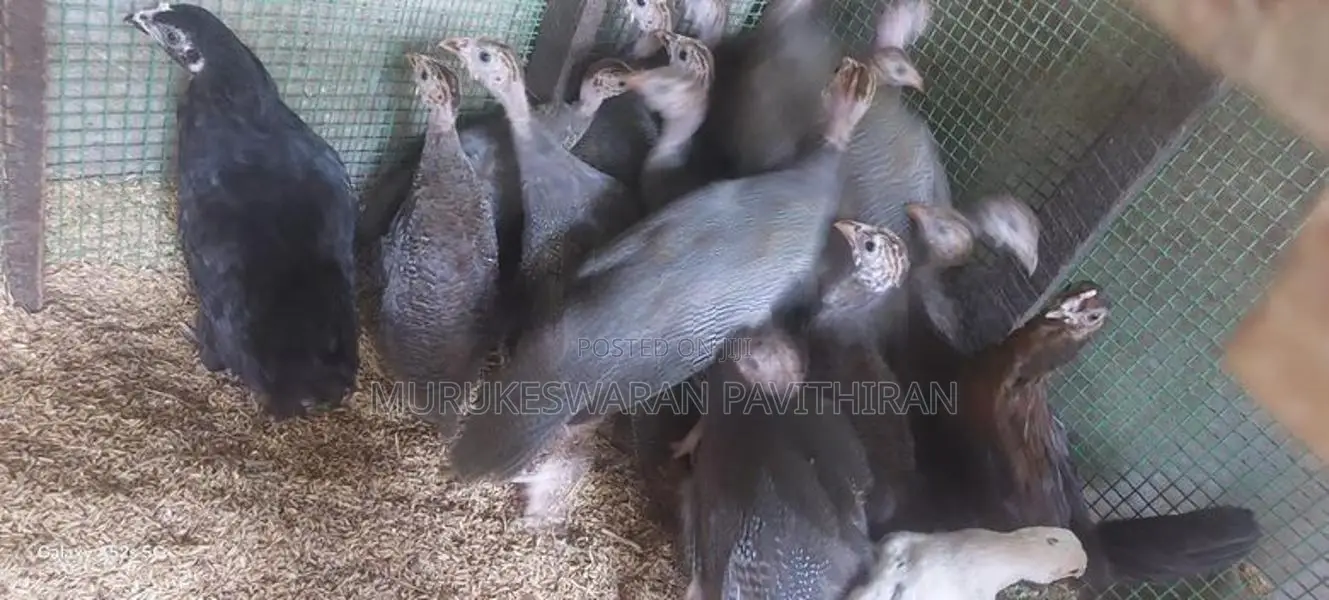 கின்னிகோழி