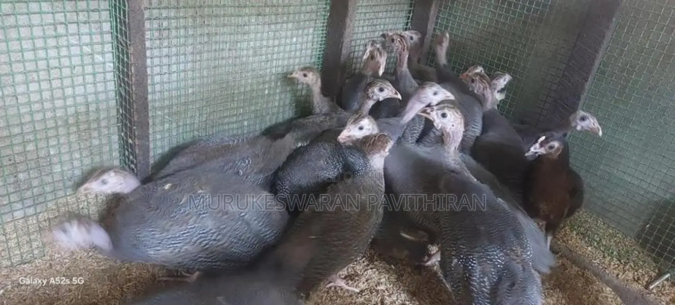 கின்னிகோழி
