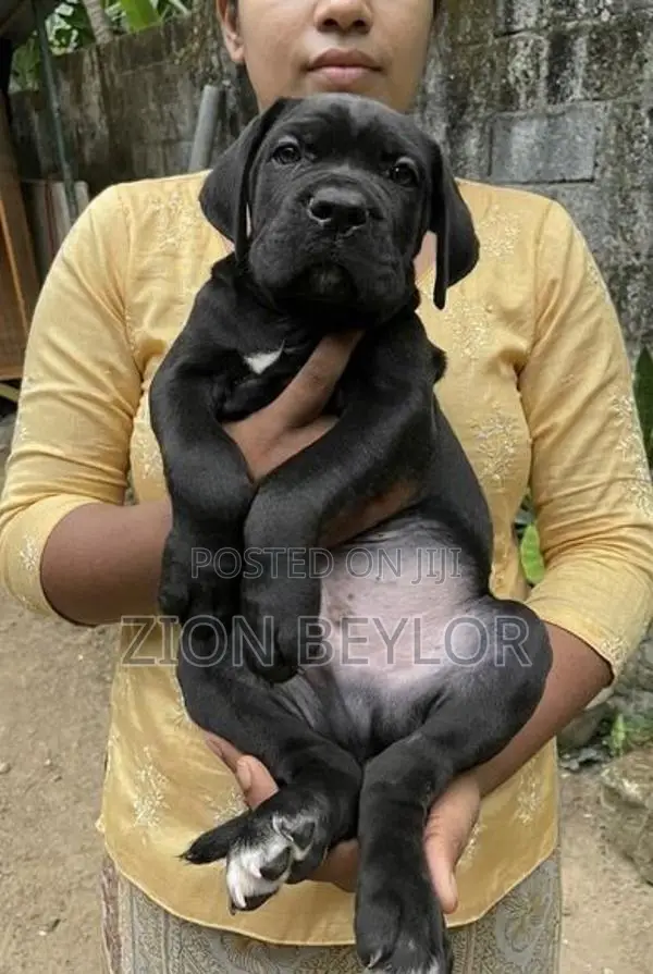 Cane Corso Puppy