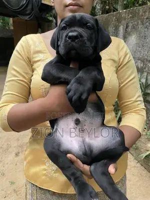 Cane Corso Puppy