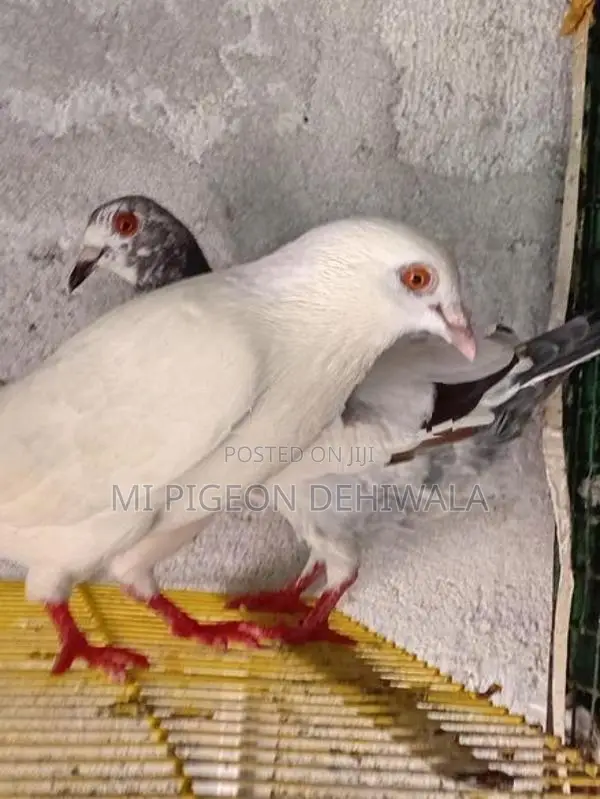Pigeon