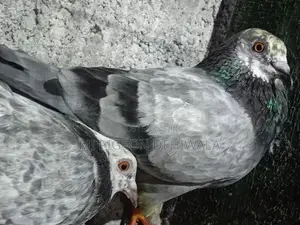 Pigeon