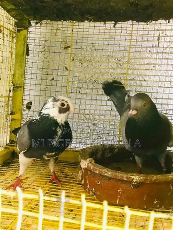 Pigeon