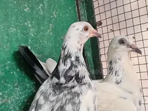 Pigeon