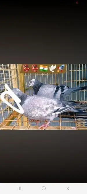 Pigeon