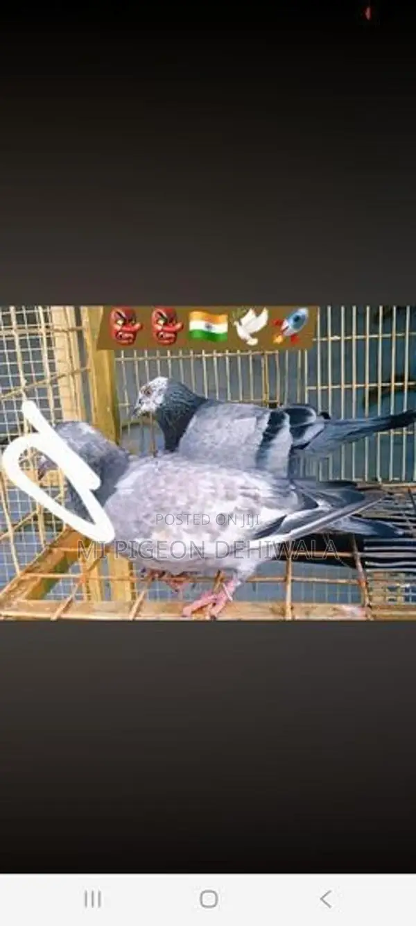 Pigeon
