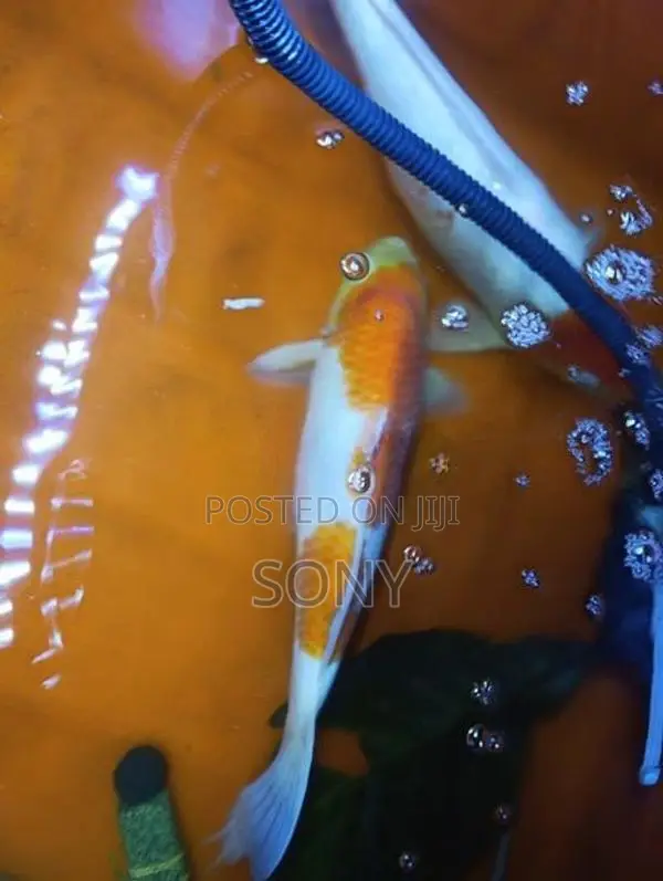 Koi Carp