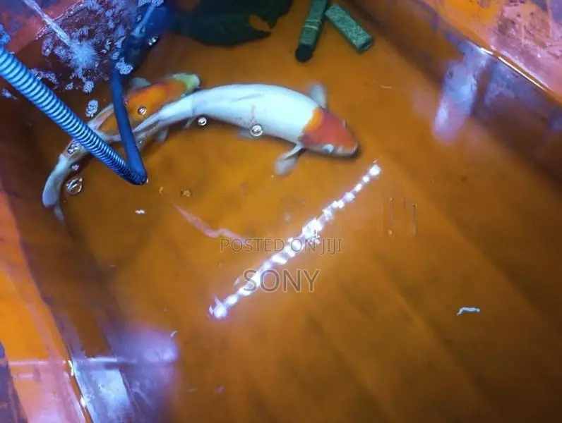 Koi Carp