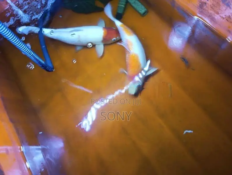 Koi Carp