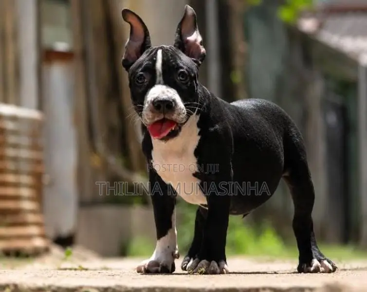 Bully Puppy