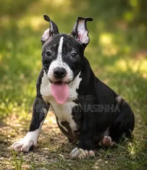 Bully Puppy