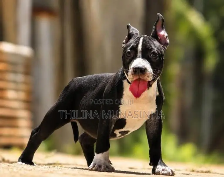 Bully Puppy