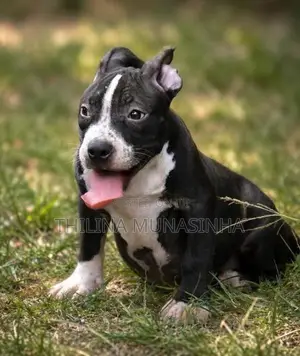 Bully Puppy