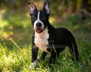 Bully Puppy