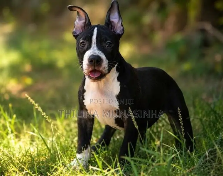 Bully Puppy