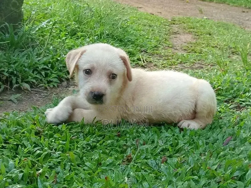Labrador Male Puppy