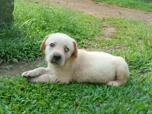 Labrador Male Puppy