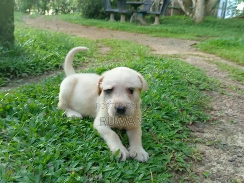 Labrador Male Puppy