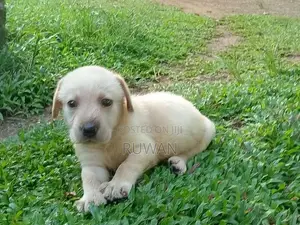 Labrador Male Puppy