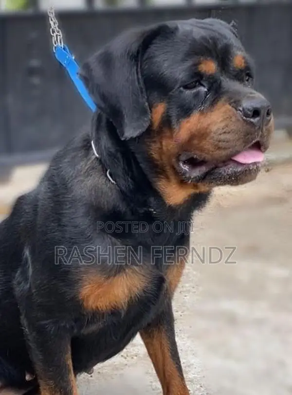 Rottweiler Female