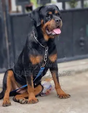 Rottweiler Female