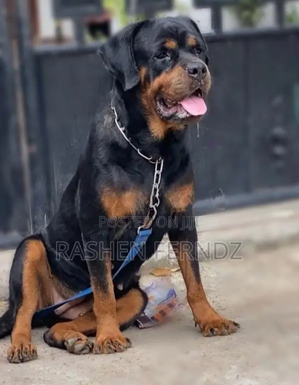 Rottweiler Female