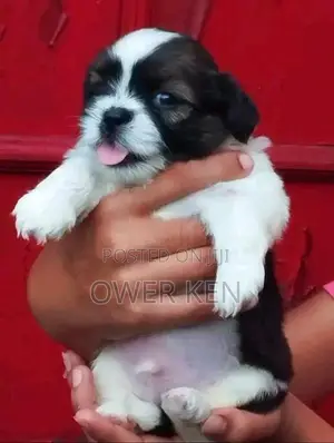 Shih Tzu