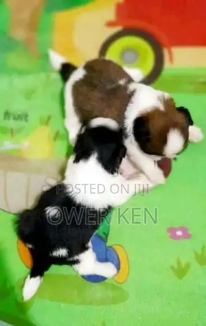 Shih Tzu