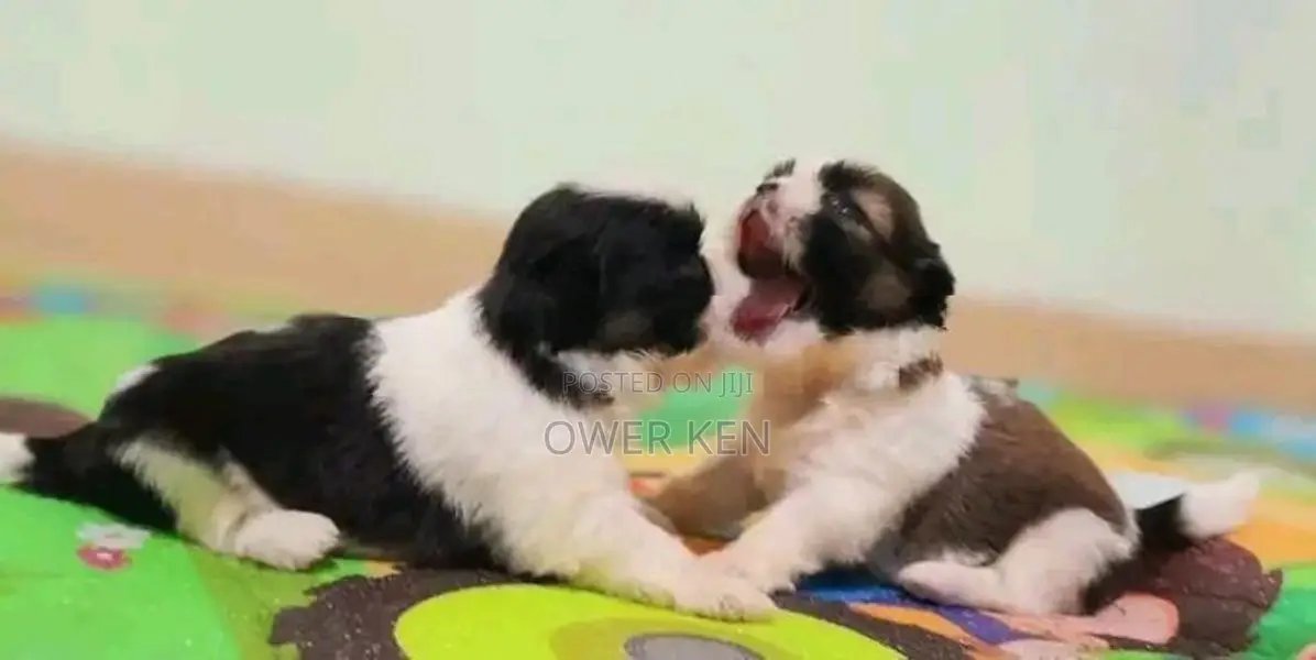 Shih Tzu