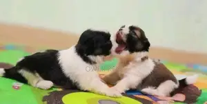 Shih Tzu