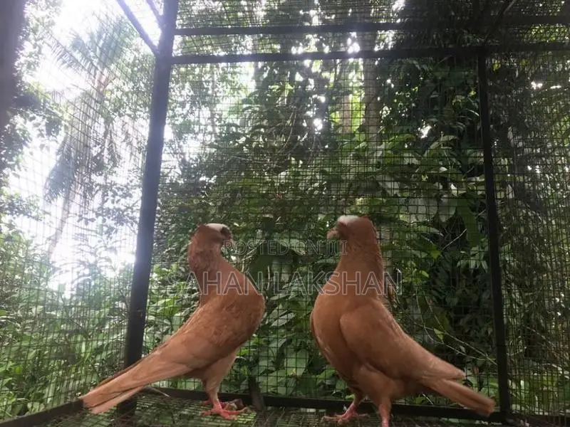 Pigeon