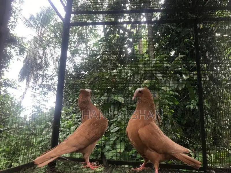 Pigeon