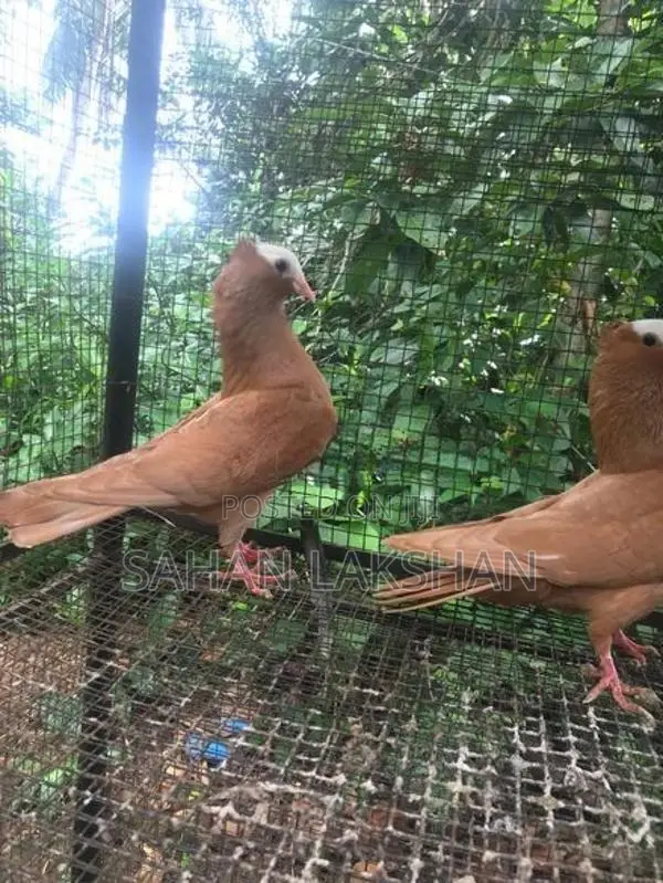 Pigeon