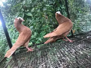 Pigeon