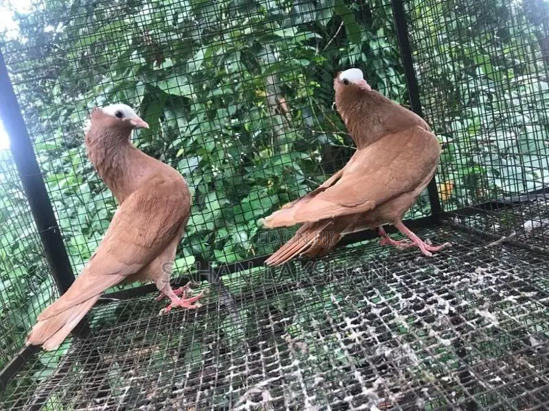 Pigeon