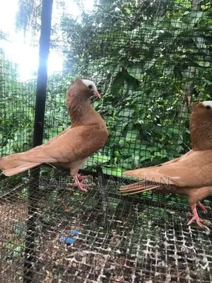 Pigeon