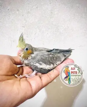 Cocktail Hand Feeding Size Chicks