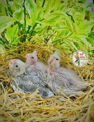 Cocktail Hand Feeding Size Chicks