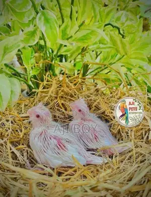 Cocktail Hand Feeding Size Chicks