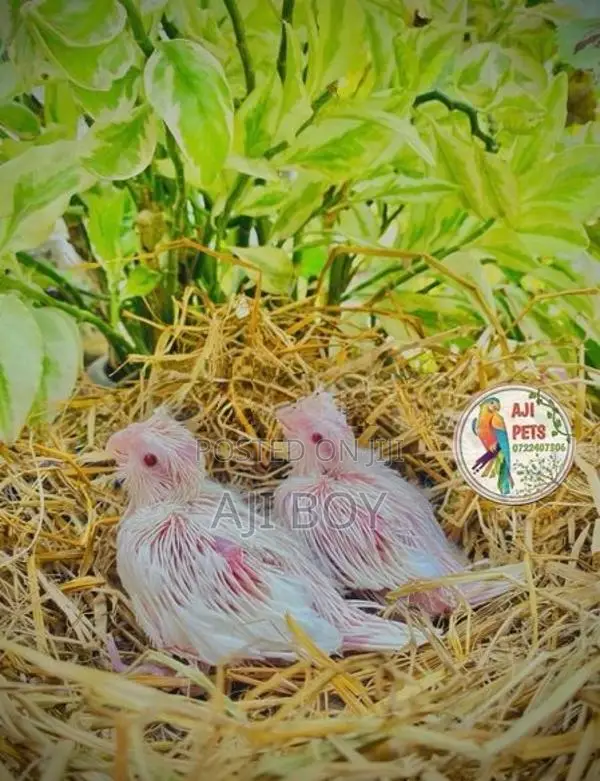 Cocktail Hand Feeding Size Chicks
