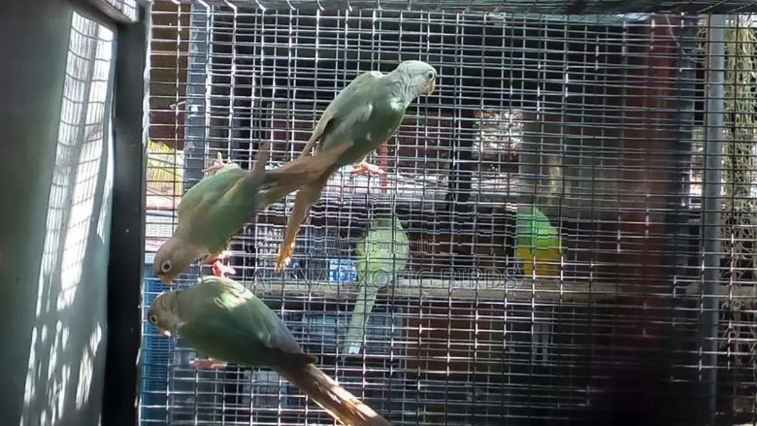 Turquoise Chinnamon Conure Birds