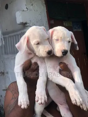 Dogo Argentino Puppies