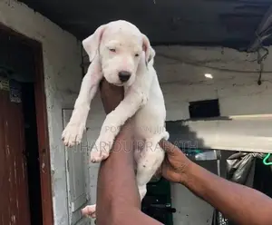 Dogo Argentino Puppies