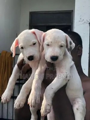 Dogo Argentino Puppies