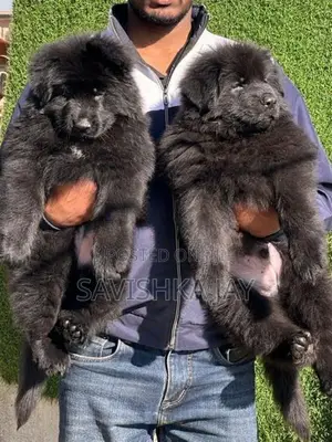 German Shepherd Long Coat Puppies