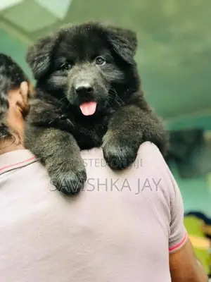 German Shepherd Long Coat Puppies