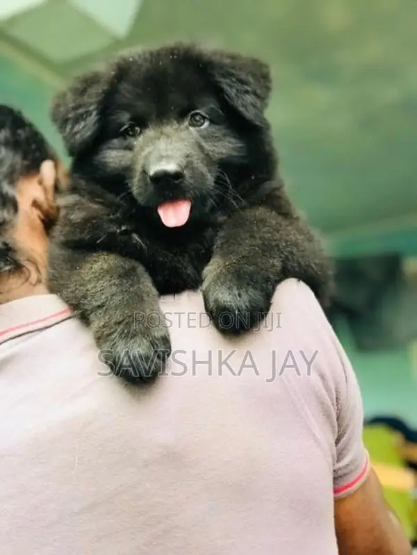 German Shepherd Long Coat Puppies